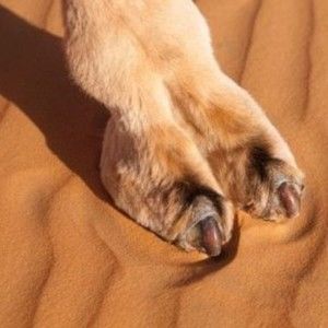 Meet your Posher, Arthur